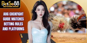 AOG Cockfight Guide Matches Betting Rules And Platforms