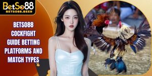 Betso88 Cockfight Guide Betting Platforms And Match Types